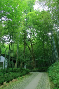 林间 小路