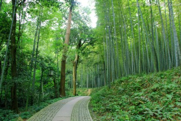 竹林 小路