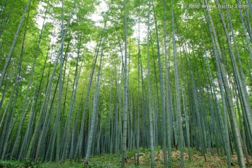 竹海 竹林