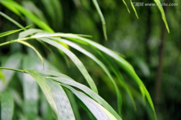 竹叶 竹子