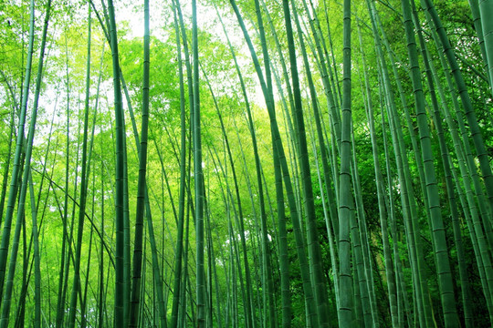 竹林