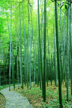 竹林小路