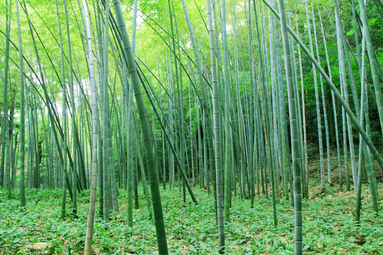 竹林