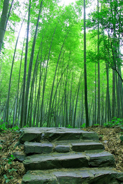 竹林小路