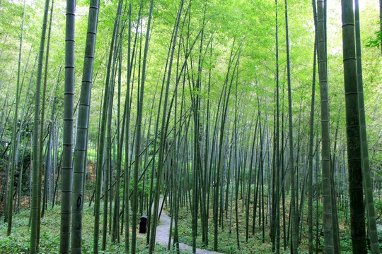 竹林