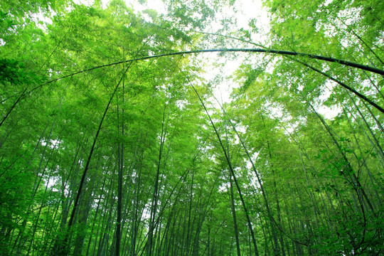 竹林 竹海