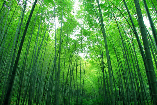 竹林
