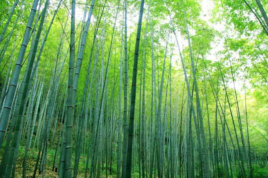 竹林
