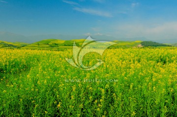 大美青海 蓝天白云 门源油菜花