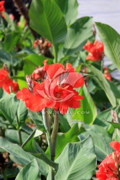 美人蕉 花卉鲜花 植物 红色