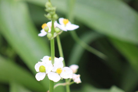 稻田边白色的花