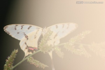 光影中的蝴蝶