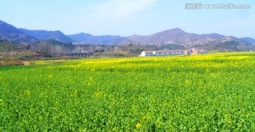 油菜花