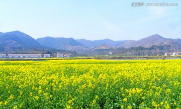 油菜花