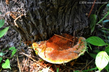 野生蘑菇