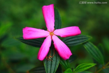 杜鹃花 柳州龙潭公园