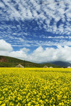 油菜花