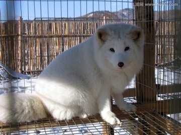 芬兰北极狐