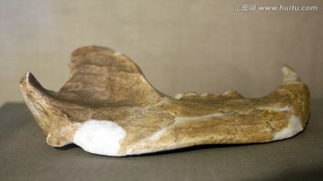 古代洞熊右下颌骨