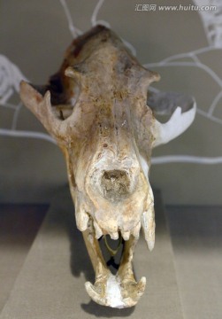 古代棕熊头骨