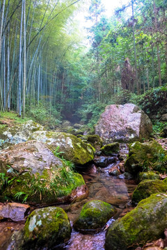 竹林 巨石