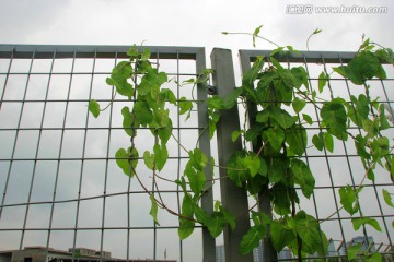 铁围栏 凌霄花 爬山虎