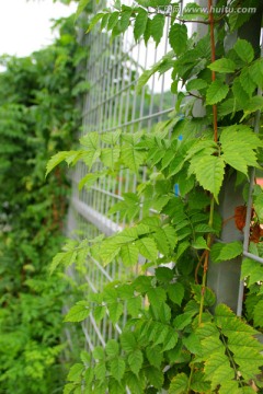 铁围栏 凌霄花