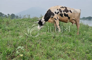 草地上 黑白花奶牛