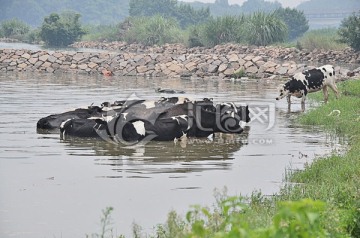 奶牛 水中 避暑