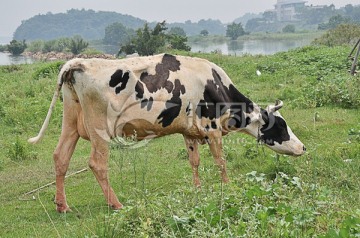 奶牛养殖场