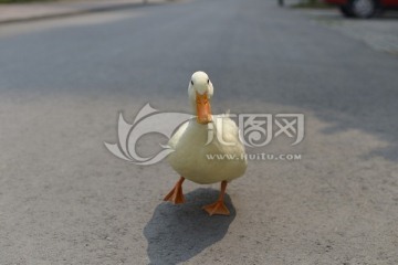 马路上的大白鸭