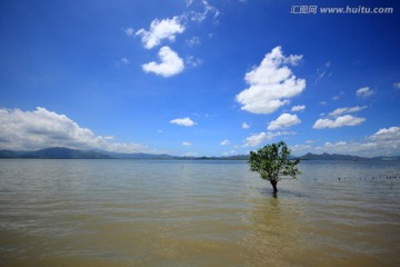 深圳湾 孤独的红树