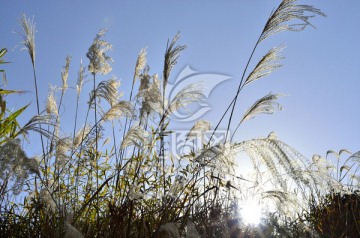 芦花