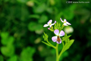 萝卜花