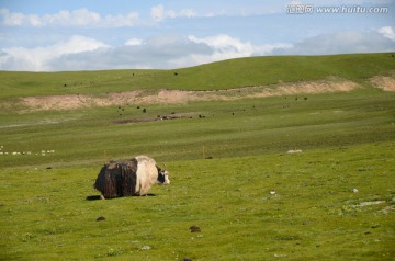 青海 牧场 牦牛