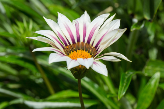 高原菊花