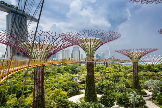 新加坡擎天树丛 空中走廊