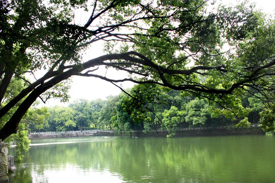 湖边大树