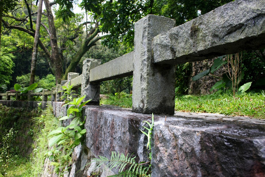 丛林树木