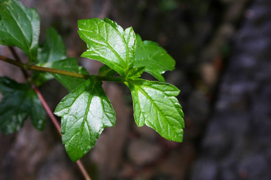 中药植物叶子