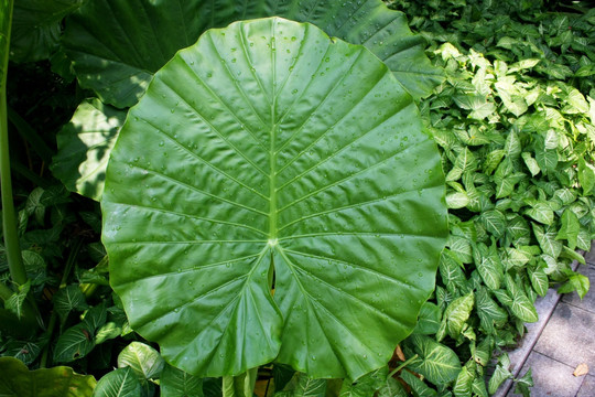 多肉植物叶子