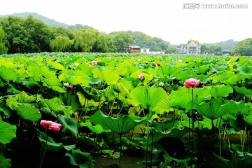 曲院荷韵