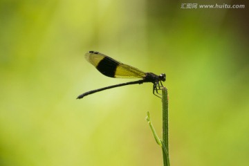 蜻蜓写真背景
