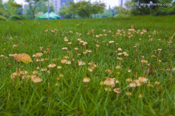 草地 蘑菇