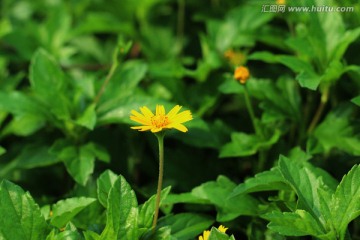 小黄菊
