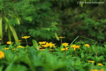 小黄菊