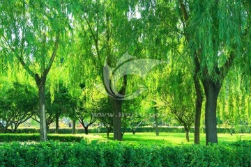 玉簪花 树林  绿色