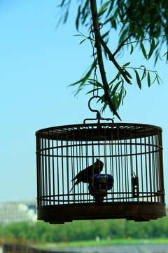 鸟笼 蓝天 北京鸟笼