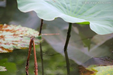 蜻蜓