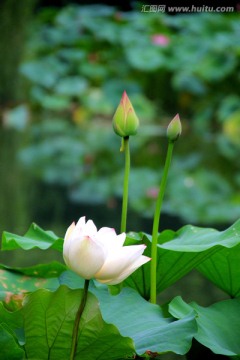 荷花 白莲花